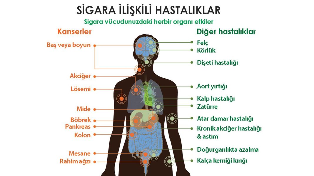 Sigara merkezi sinir sistemini nasıl etkiler Şifahane ilaçsız Sigara merkezi sinir sistemini nasıl etkiler Şifahane ilaçsız